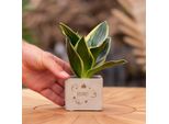 Vasi Per Piante Congreetz® Con Sansevieria | Il Regalo Perfetto, Personale E Sostenibile!