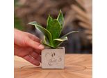 Vasi Per Piante Congreetz® Con Sansevieria - Un Regalo Duraturo Per La Nascita Di Una Bambina