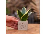 Vasi Per Piante Congreetz® Con Sansevieria: Il Regalo Personalizzato Perfetto Per Ogni Occasione