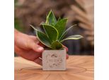 Vasi Per Piante Congreetz® Con Sansevieria - Il Regalo Sostenibile Perfetto Per La Fortuna!