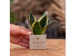 Vasi Di Fiori Congreetz® Con Sansevieria - Il Regalo Perfetto E Duraturo Per La Migliore Delle Mamme