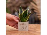 Vasi Di Fiori Congreetz® Con Sansevieria - Il Regalo Personalizzato Per I Vostri Cari