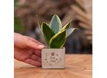 Vasi Per Piante Congreetz® Con Sansevieria | Il Regalo Perfetto Con Messaggio Bonne Chance