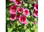 6 X Malvarosa - Alcea Rosea 'Rubra' | Vaso 9 Cm X 9 Cm