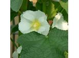 6 X Malvarosa - Alcea Rosea 'Alba' | Vaso 9 Cm X 9 Cm