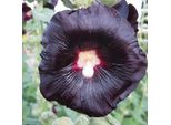 6 X Malvarosa - Alcea Rosea 'Nigra' | Vaso 9 Cm X 9 Cm