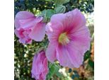6 X Malvarosa - Alcea Rosea 'Rosea' | Vaso 9 Cm X 9 Cm