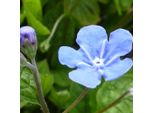6 X Gedenkemein - Omphalodes Verna | Topf 9Cm X 9Cm