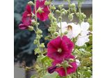 6 X Malvarosa - Alcea Rosea 'Simplex' | Vaso 9 Cm X 9 Cm