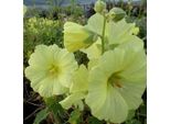 6 X Malvarosa - Alcea Rosea 'Aurea' | Vaso 9 Cm X 9 Cm