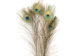 Magnifiche Piume Di Pavone Per Una Decorazione Elegante E Un Design Creativo