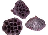 Capsule Di Loto Fiori Secchi Decorazione Rosa Bianco 50 Pezzi, Fioreria