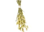 Jr Farm Semi Di Canarino In Spiga Da Sgranocchiare Per Tutti I Pappagalli 20G