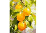 Pittura In Numeri. Limoni Succosi, 40X50 Cm