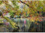 Puzzle 1000 Rami Sulla Riva Di Un Fiume