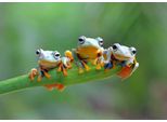 Puzzle Bluebird Puzzle Friendly Frogs - Giocattolo Colorato Da 500 Pezzi