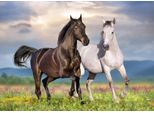 Puzzle Bluebird Puzzle Couple De Chevaux - 500 Pezzi Cavalli