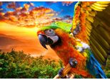Bluebird Puzzle Parrot - Puzzle Giocattolo Colorato Da 1000 Pezzi