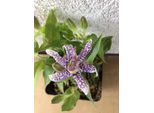 6 X Tricyrtis Hirta - Giglio Rospo - Vaso 9X9 Cm