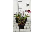 6 X Echinacea Purp. 'Sunseekers Pink' - Sonnenhut - Topf 9 X 9 Cm