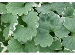 6 X Glechoma Hed. 'Variegata' - Gundermann - Vaso 9 X 9 Cm