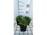 6 X Stachys Officinalis - Erba - Vaso 9 X 9 Cm
