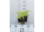 6 X Pianta Di Hosta. 'Grandiflora' - Hosta - Vaso 9 X 9 Cm X 9 Cm