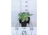 6 X Hosta Hybr. 'Blue Cadet' - Hosta - Vaso 9 X 9 Cm X 9 Cm