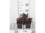 6 X Lobelia Hybr. 'Queen Victoria' - Lobelia - Vaso 9 X 9 Cm
