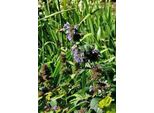 6 X Nepeta Subsessilis - Erba Gatta - Vaso 9 X 9 Cm