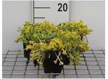 6 X Sedum Acre - Foglia Grassa - Vaso 9 X 9 Cm