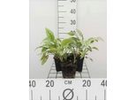 6 X Pulmonaria Sacch. 'Mrs Moon' - Allium Marrone - Vaso 9 X 9 Cm