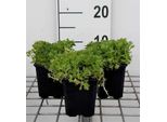 6 X Saxifraga (A) 'Purple Carpet' - Saxifraga Muschiata - Vaso 9 X 9 Cm