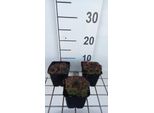 6 X Sempervivum 'Noir' - Radice Domestica - Vaso 9 X 9 Cm
