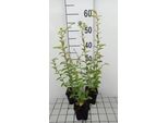 6 X Solidago Rugosa - Verga D'oro - Vaso 9 X 9 Cm