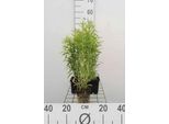 6 X Solidago Hybr. 'Goldkind' ('Golden Baby') - Verga D'oro - Vaso 9 X 9 Cm
