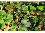 6 X Tellima Grand. 'Rubra' - Radice Di Mandragola Falsa - Vaso 9 X 9 Cm