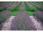 6 X Lavandula Int. 'Phenomenal'® (Niko) - Lavanda - Vaso 9 X 9 Cm