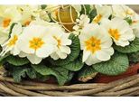 6 X Primula Vulgaris ( Acaulis) - Primula A Palla - Vaso 9 X 9 Cm