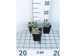 6 X Sempervivum Arachnoideum - Pungitopo - Vaso 9 X 9 Cm