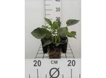6 X Rudbeckia Fulg. 'Goldsturm' - Echinacea - Vaso 9 X 9 Cm