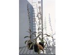 6 X Digitalis Purpurea - Volpino - Vaso 9 X 9 Cm