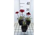 6 X Echinacea Purp. 'Sunseekers Orange' - Sonnenhut - Topf 9 X 9 Cm