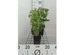 6 X Sedum Hybr. 'Herbstfreude' (Syn. 'Autumn Joy') - Foglia Grassa - Vaso 9 X 9 Cm