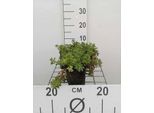 6 X Sedum Flor. 'Weihenstephaner Gold' - Pinguicola - Vaso 9 X 9 Cm