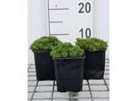 6 X Saxifraga (A) 'Flower Carpet' - Saxifraga Muschiata - Vaso 9 X 9 Cm