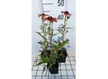 6 X Echinacea Purp. 'Sunseekers Coral' - Sonnenhut - Topf 9 X 9 Cm