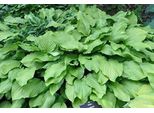 6 X Hosta Hybr. 'Honeybells' - Hosta - Vaso 9 X 9 Cm X 9 Cm