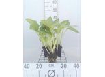 6 X Hosta Hybr. 'Halcyon' - Hosta - Vaso 9 X 9 Cm