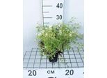 6 X Saxifraga (A) 'Snow Carpet' - Saxifraga Muschiata - Vaso 9 X 9 Cm